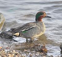 �����-��������� ����� (�������)